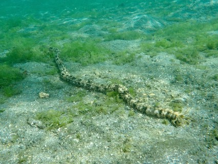 Feather mouth sea cucumber (Synapta maculata) on an algae-covered sandy seabed, Secret Bay dive