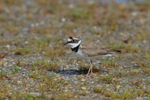 Little Ringed Plover (Charadrius dubius) adult bird standing on the lakeshore, Lake Neusiedl