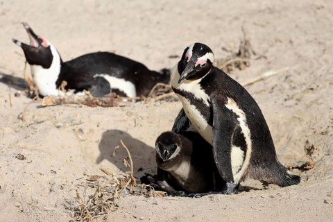 African penguin (Spheniscus demersus), adult, two chicks, nest, beach, Boulders Beach, Simonstown,