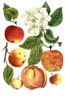 Botany, plants, Malus domestica, apple, variations