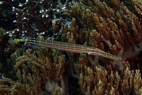 Long, striped Chinese trumpetfish (Aulostomus chinensis), camouflaged between brown soft corals,