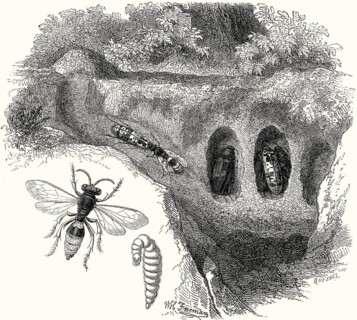 Cerceris rybyensis, ornate tailed digger wasp, hunting bees