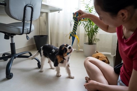A young woman is training her Cavalier King Charles Spaniel at home, using a colorful toy to engage