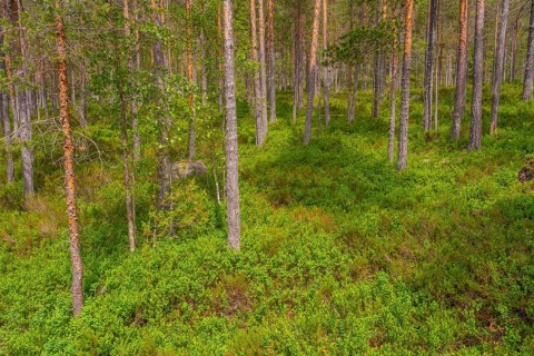 View of a Norwegian forest, Kviteseid, Telemark, Norway