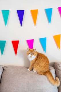 Vertical photo of a domestic cat above a sofa next to colorful garlands decorating a house for a