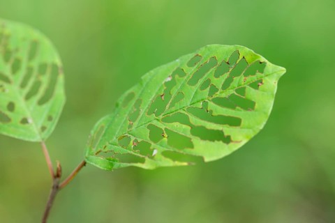 Buckthorn (Rhamnus frangula), leaf with feeding traces of a caterpillar, Lower Saxony, Germany
