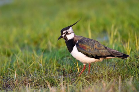 Northern lapwing (Vanellus vanellus), in a wet meadow, Dümmer, Lower Saxony, Germany