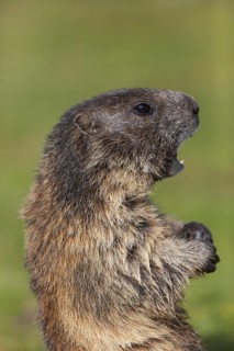 One adult Alpine Marmot, Marmota marmota, sitting erected, calling an alert for an eagle