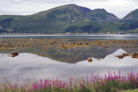 Mountain landscape reflected in coastal water with purple flowers in the foreground, arctic willow