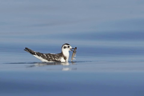 Little Gull (Hydrocoloeus minutus) juvenile, Lake, Constance, Switzerland