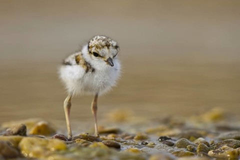 Little Ringed Plover (Charadrius dubius) chick, North Rhine-Westphalia, Germany