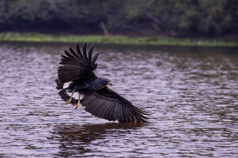Black buzzard (Buteogallus urubitinga), approaching prey, Pantanal, Brazil