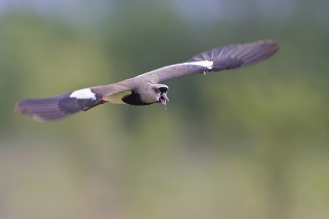 Southern Lapwing (Vanellus chilensis) in flight in Bolivia, South America