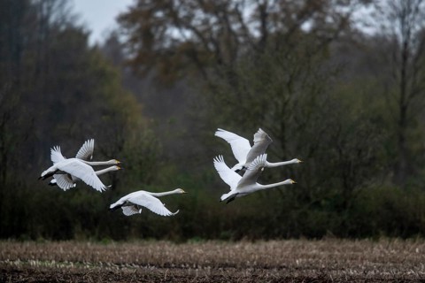 Whooper swans (Cygnus cygnus), flying, Emsland, Lower Saxony, Germany