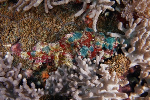 A colourful humpback scorpionfish (Scorpaenopsis diabolus) hides between corals in a coral reef,