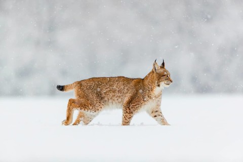 One young male Eurasian lynx, (Lynx lynx), walking over a deep snow covered meadow with a forest in