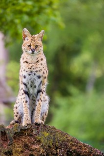 One male serval, Leptailurus serval, sits on a dead tree and looks into the camera. Green