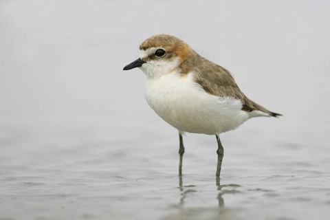 Red-capped Plover (Charadrius ruficapillus), Victoria, Australia