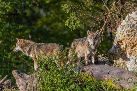 Two eurasian gray wolf (Canis lupus lupus) standing on a log in front of a white rock between green