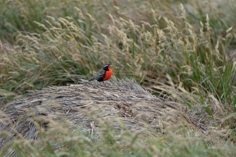 Long-tailed blackbird (Leistes loyca), male in breeding plumage, sitting on tufts of grass in