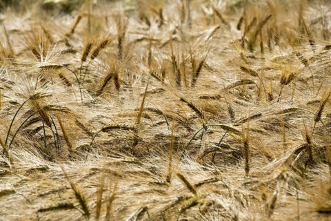 Barley