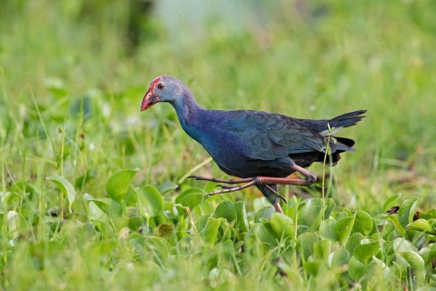 Grey-headed Swamphen (Porphyrio poliocephalus) foraging, Sri Lanka