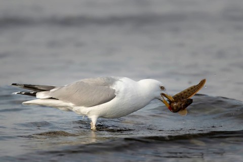 European Herring Gull (Larus argentatus) with Viviparous eelpout (Zoarces viviparous) prey in its