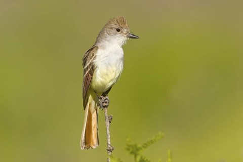 Ash-throated Flycatcher Myiarchus cinerascens Chiricahua Mountains, Cochise County, ARIZONA, United