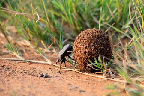Dung beetle, sacred pill bug (Scarabaeus sacer), adult, rolling dung ball, elephant dung, for egg