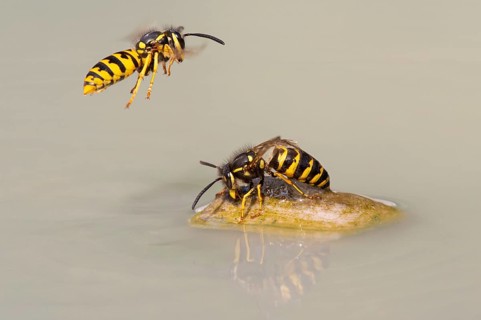 Wasps (Vespinae) in flight, Vechta, Lower Saxony, Germany