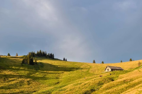 Evening atmosphere on the Hochalm with alpine hut and cows, Sonntagshorn, Chiemgau Alps, Salzburger