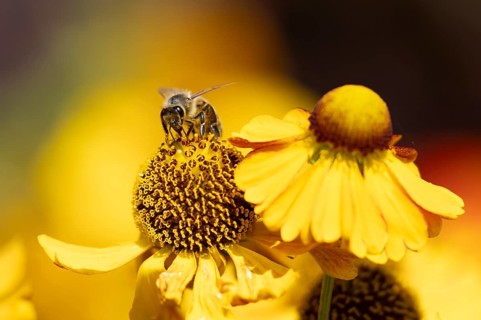 European honey bee (Apis mellifera) adult insect feeding a garden yellow Helenium flower in summer,