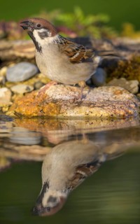 Tree sparrow (Passer montanus), drinking at the bird bath, biosphere reserve, Swabian Alb,