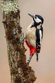 Great Spotted Woodpecker (Dendrocopos major) female, Asturias, Spain