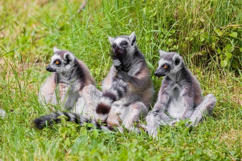 Three ring-tailed lemurs (Lemur catta) sit on a green meadow and enjoy the sunshine