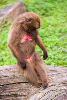 Portrait of an adult female Gelada (Theropithecus gelada), or bleeding-heart monkey, resting on a