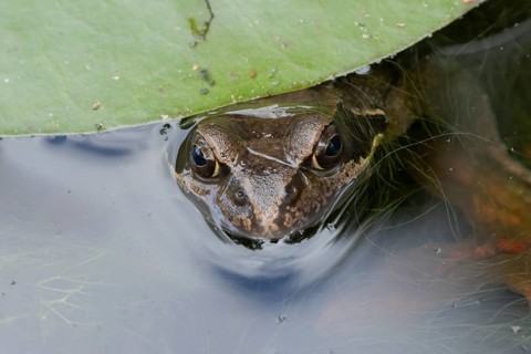 Common frog (Rana temporaria) adult amphibian on the water surface of a garden pond amongst water