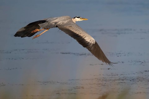 Grey heron (Ardea cinerea) in flight, animal portrait, Bagges Dæmning, Ringkøbing Fjord, Denmark