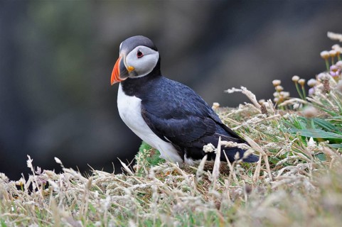 Puffin (Fratercula arctica)