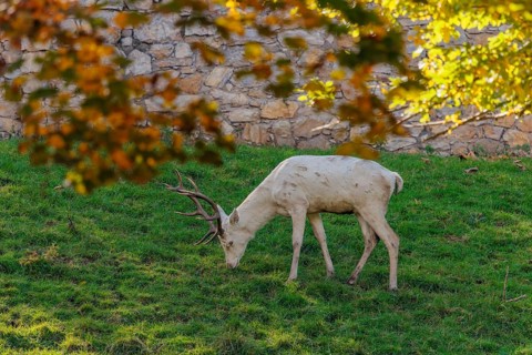 A white red deer stag (Cervus elaphus) stands on a green meadow, framed by autumnal colors