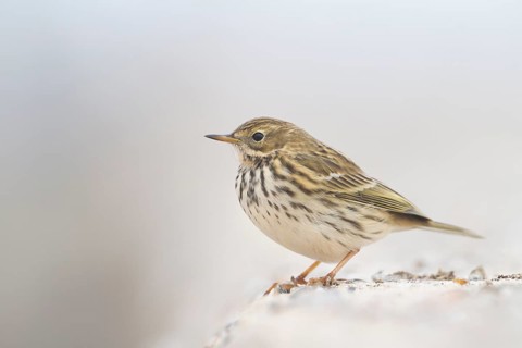 Meadow Pipit - Wiesenpieper - Anthus pratensis ssp. pratensis, Germany