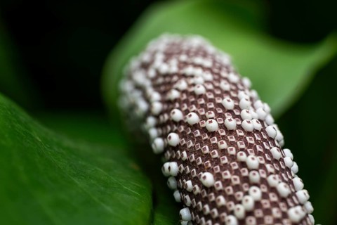 Anthurium Hookeri, close-up with patterns and textures, Princess of Wales Conservatory, Royal