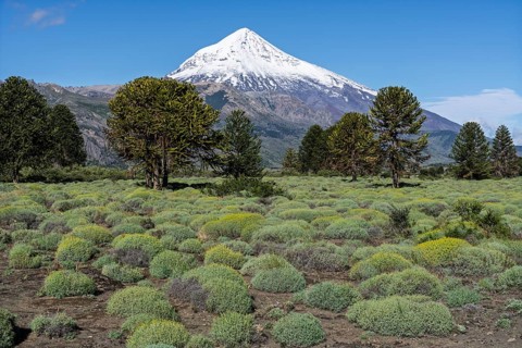 Snow-covered Lanín volcano with monkey puzzle trees (Araucaria araucana) and cushion plants in the