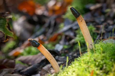 Common dog rod, dog rod, mutinus caninus, dog stinkhorn, fungi, fungi, mushrooms