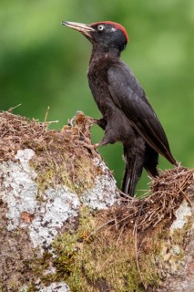 Black woodpecker (Dryocopus martius), male on forest, Castile and Leon, Spain