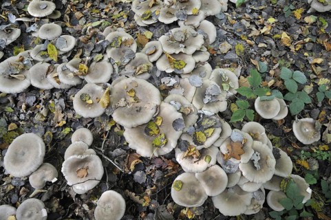 Clouded agaric (Lepista nebularis) Cloud funnel mushrooms amongst fallen beech leaves