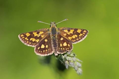 Chequered skipper, (Carterocephalus palaemon), Colourful Chequered skipper, Animals, Insects,