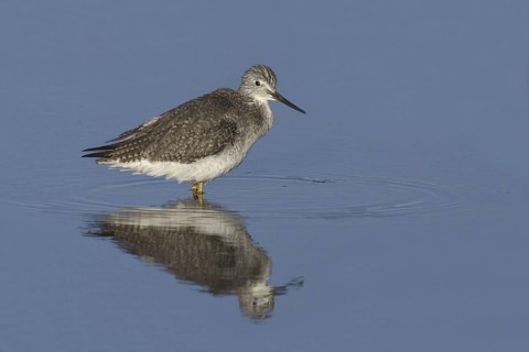 Greater Yellowlegs (Tringa melanoleuca), New Mexico, USA