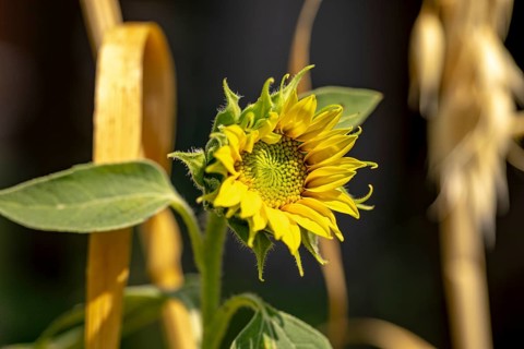 A small sunflower (Helianthus annuus) in full bloom, Ternitz, Lower Austria, Austria