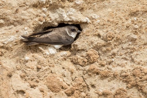 Sand Martin (Riparia riparia) at nesting wall, North Rhine-Westphalia, Germany